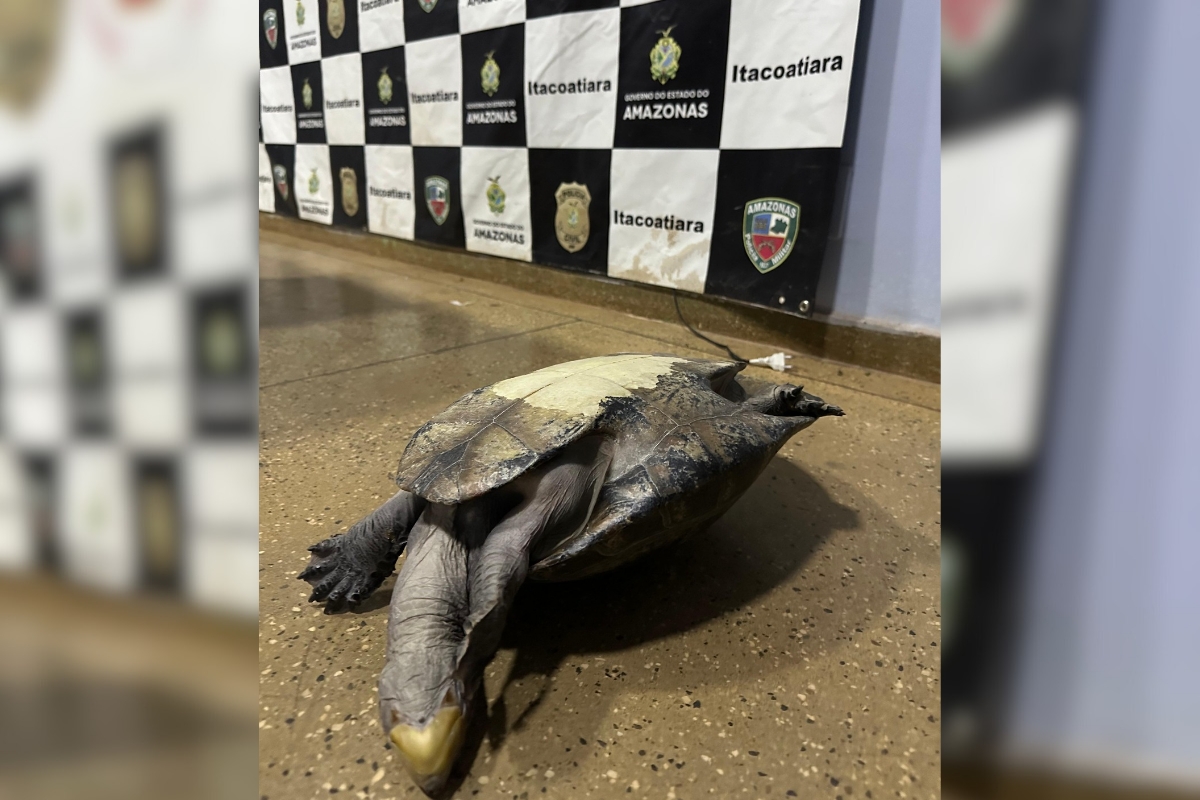 Foto: Prefeitura de Itacoatiara/Divulgação 